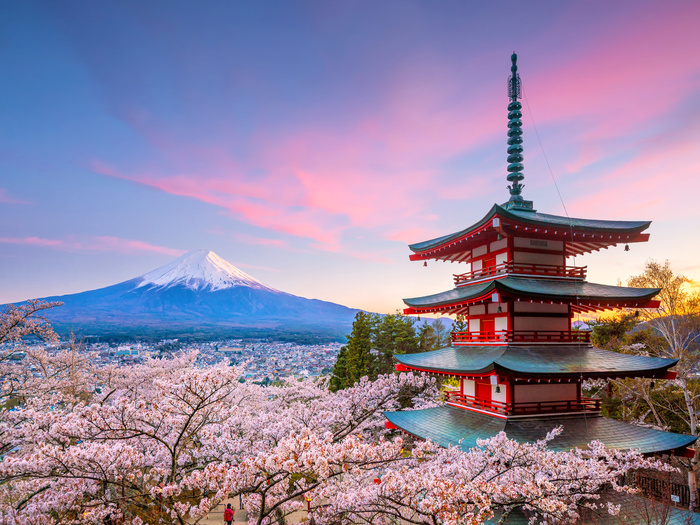 Cherry Blossom Season in Japan